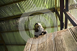 Image of a small monkey from Peruvian jungle.