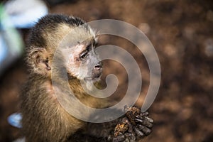 Image of a small monkey from Peruvian jungle.