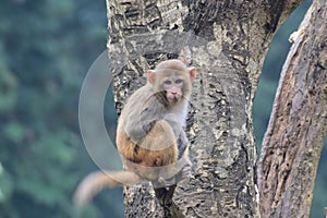 This is an image of a small monkey on the tree
