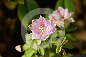 Image of a small pink flower of a pitimini rose bush