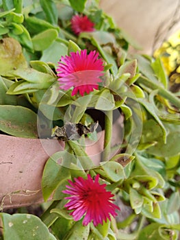 Image of small pink flowers in India