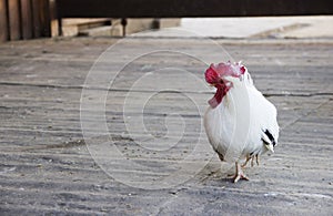 Image of small rooster stands on one foot