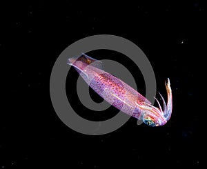 Image of small squid taken at night.