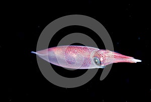 Image of small squid taken at night.