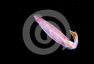 Image of small squid taken at night.