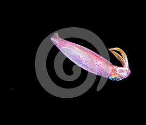 Image of small squid taken at night.