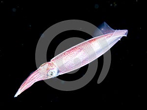 Image of small squid taken at night.