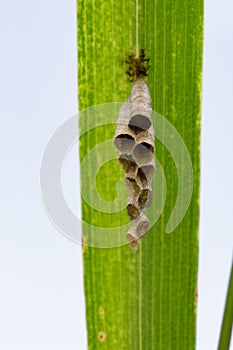 Image of a small wasp`s nest. Insect.