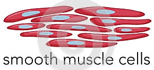 Image of smooth muscle cells