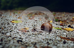 Image - Snail shell on the soil in forest.  Close up photo of Helix Pomatia snail in forest with shell protection