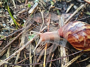 An image of snail walking on dry grass