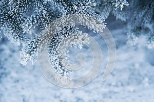 Image of snowy fir tree background, abstract natural backdrop