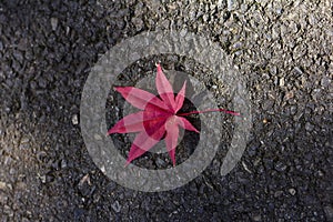 Red maple fallen on the ground