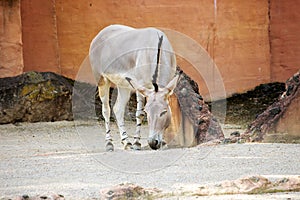 The Somali wild ass is a subspecies of the African wild ass, Equus africanus somaliensis