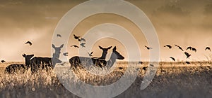 An image of some deer and birds in the morning mist