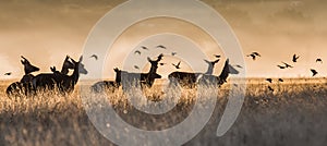 An image of some deer and birds in the morning mist
