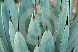 Species of agave with its characteristic green leaves and thorns photo