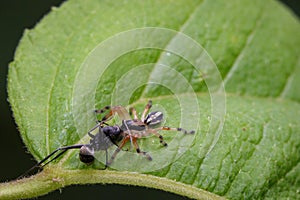 Image of spider and ant on green leaves. Insect