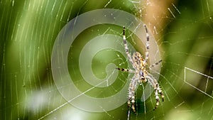 image of spider web with a beautiful spider in the center waiting for its prey.