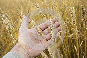 Image of spikelets in hands