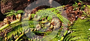 An image of spiral shape koru at the new unfurling of New Zealand silver fern