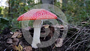 Image of the spotted Amanita Muscaria fly agaric mushroom and withered leaves o ground