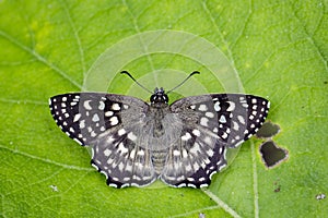 Image of The Spotted Angle Butterfly.