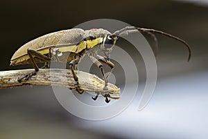 Image of Spotted Mango BorerBatocera numitor.