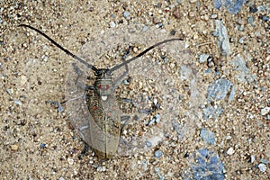 Image of Spotted Mango BorerBatocera numitor