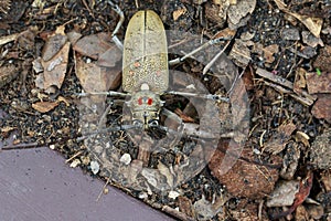 Image of Spotted Mango BorerBatocera numitor