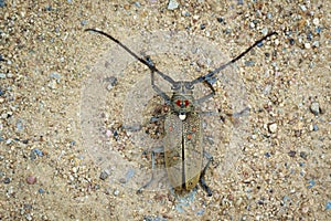 Image of Spotted Mango BorerBatocera numitor on the ground.
