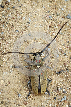 Image of Spotted Mango BorerBatocera numitor on the ground.