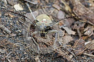 Image of Spotted Mango BorerBatocera numitor on the ground.