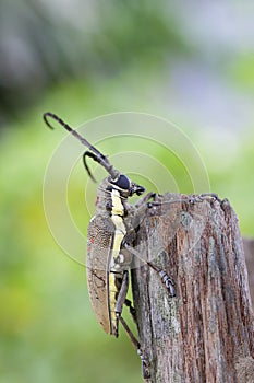 Image of Spotted Mango BorerBatocera numitor on a stump.