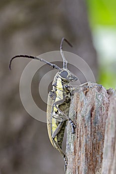 Image of Spotted Mango BorerBatocera numitor on a stump.Beetle