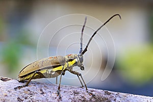 Image of Spotted Mango BorerBatocera numitor on a timber.