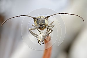 Image of Spotted Mango BorerBatocera numitor on a tree branch.