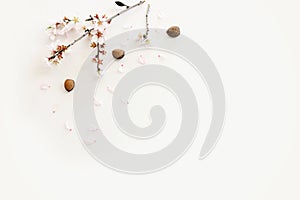 image of spring almond blossoms tree over isolated white background