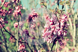 Image of Spring Cherry blossoms tree. abstract background. dreamy concept