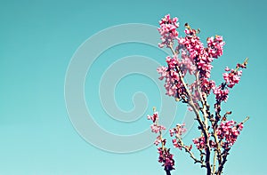Image of Spring Cherry blossoms tree. abstract background. dreamy concept