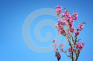 Image of Spring Cherry blossoms tree. abstract background. dreamy concept