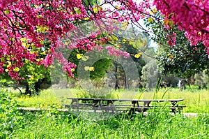 Image of Spring pink blossoms tree in hte forest, park. selective focus photo