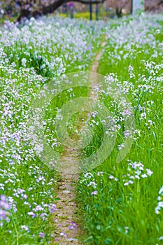 Image of Spring Trail