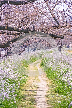 Image of Spring Trail