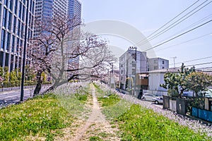 Image of Spring Trail