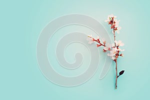 image of spring white almond blossoms tree over blue pastel background