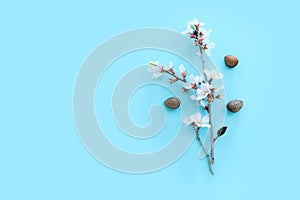 image of spring white almond blossoms tree over blue pastel background