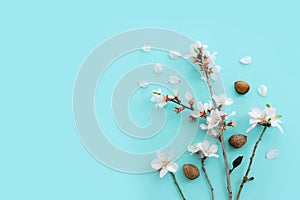 image of spring white almond blossoms tree over blue pastel background