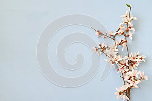 image of spring white cherry blossoms tree