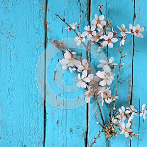 Image of spring white cherry blossoms tree on blue wooden table